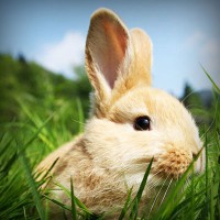 /album/furusatokyoyu/photolia-a03-jpg/